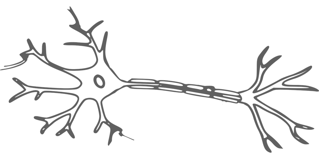 glia, neuron, hersencel